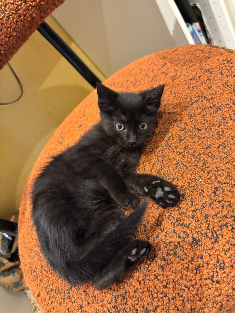 Blueberry, chaton à l'adoption