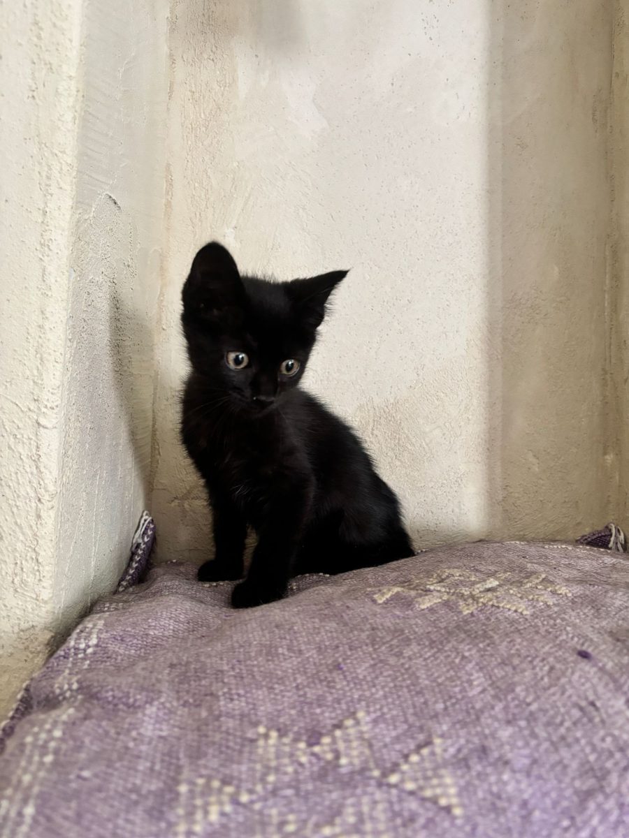 Blueberry, chaton à l'adoption