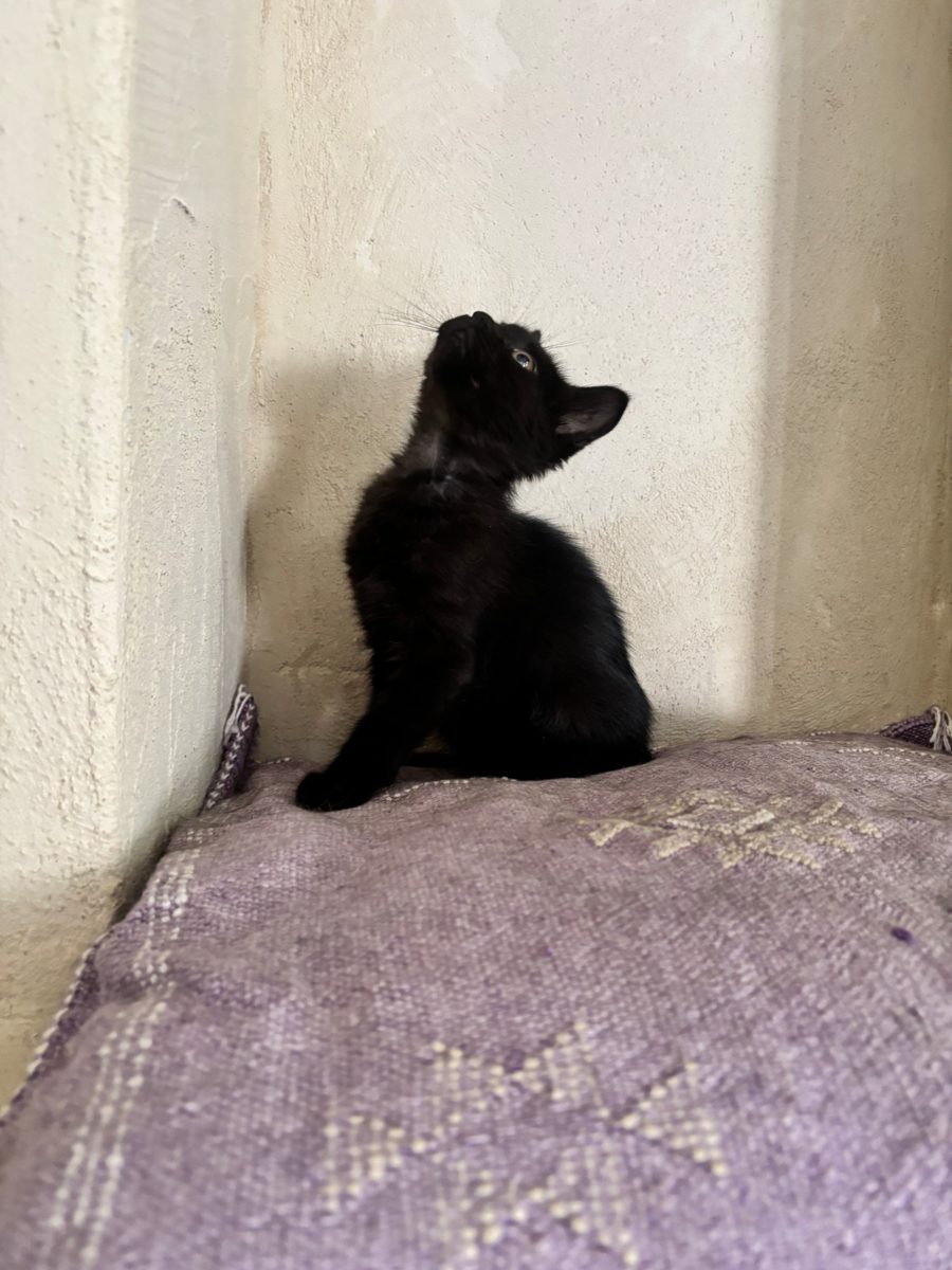 Blueberry, chaton à l'adoption