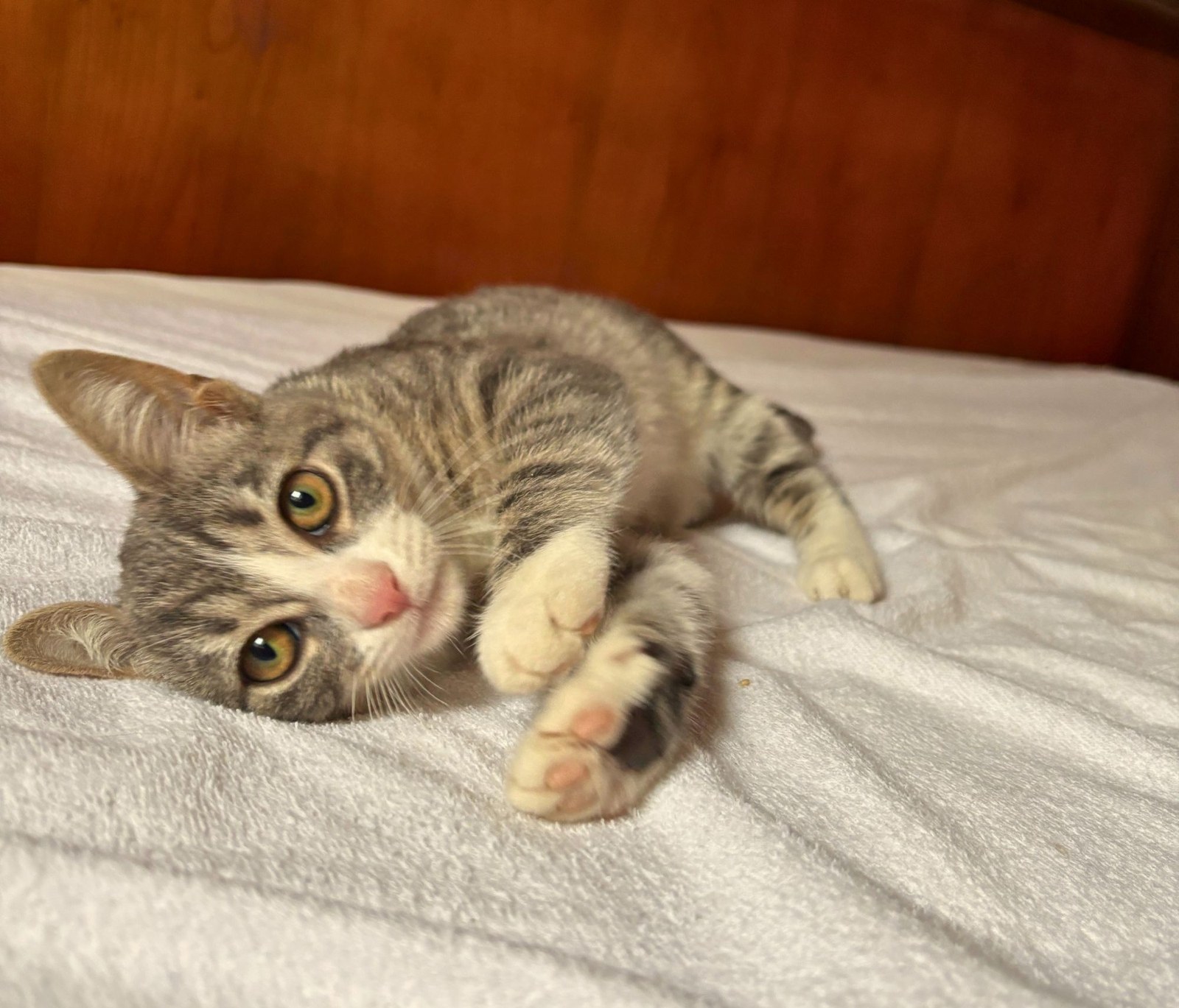 Bobun, chaton à l'adoption