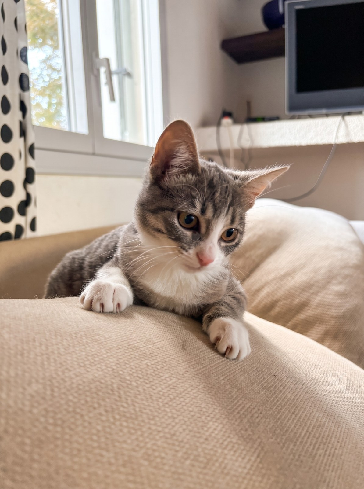Bobun, chaton à l'adoption