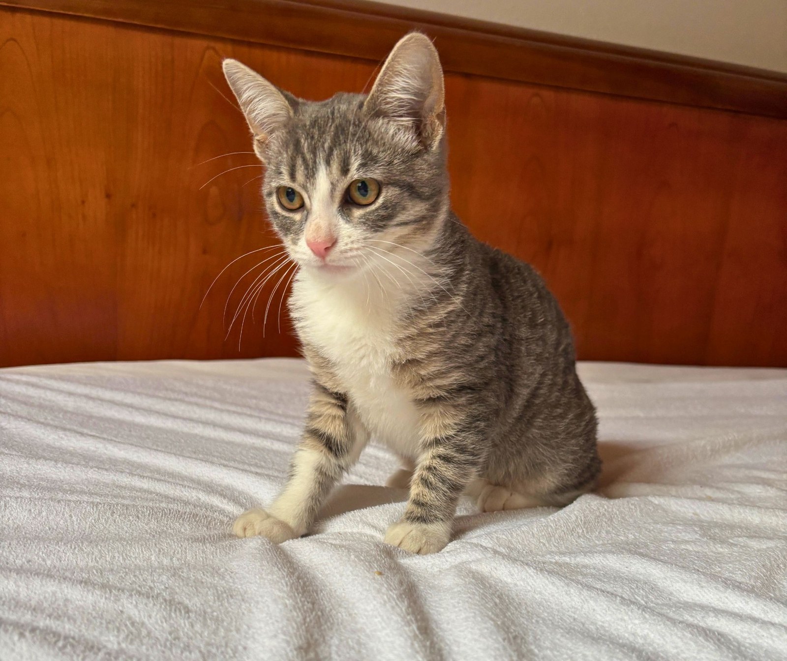 Bobun, chaton à l'adoption