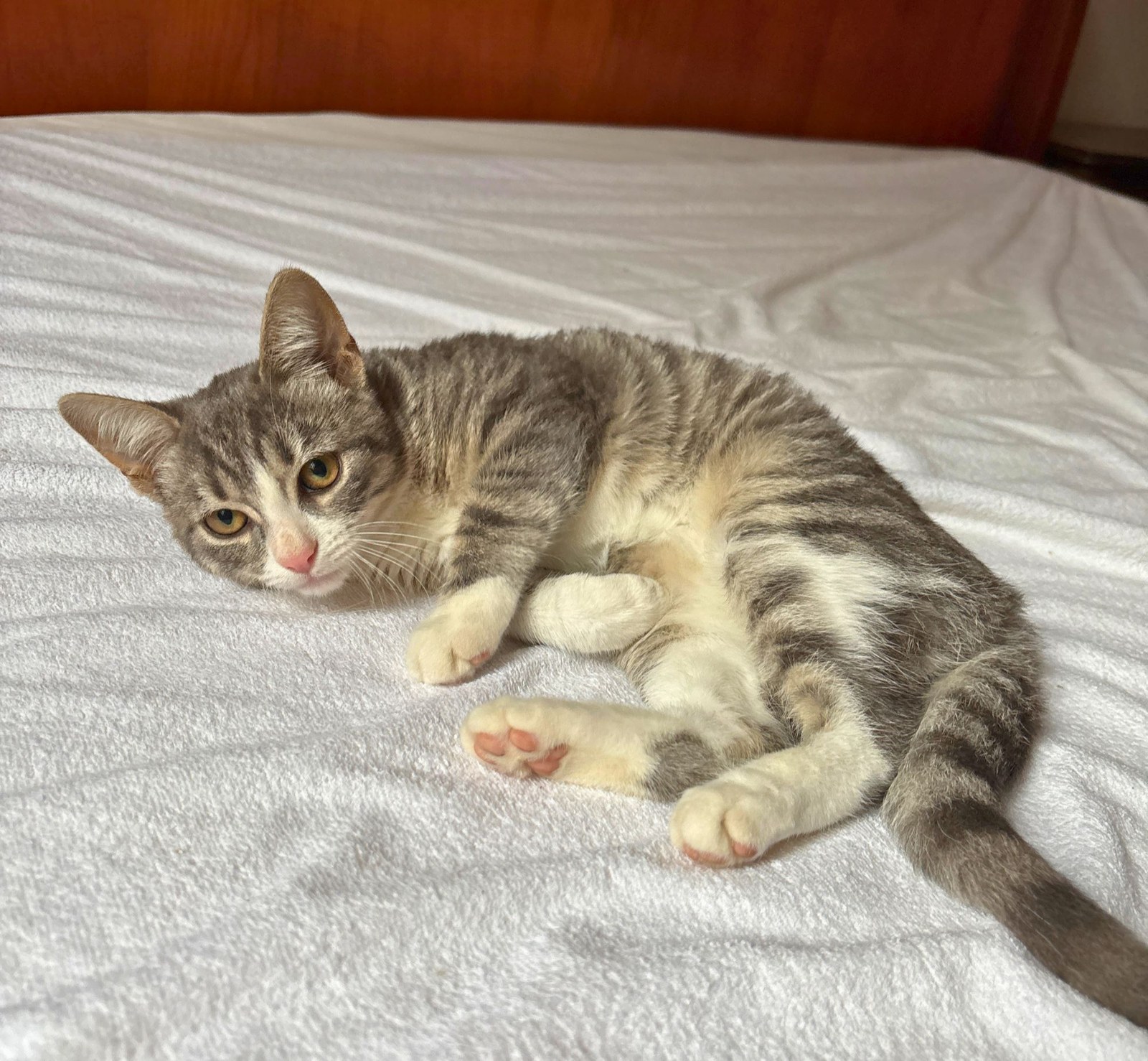 Bobun, chaton à l'adoption